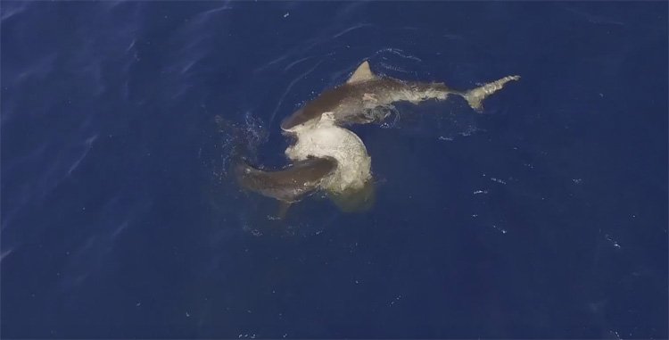 Haaien eten schildpad in dronevideo