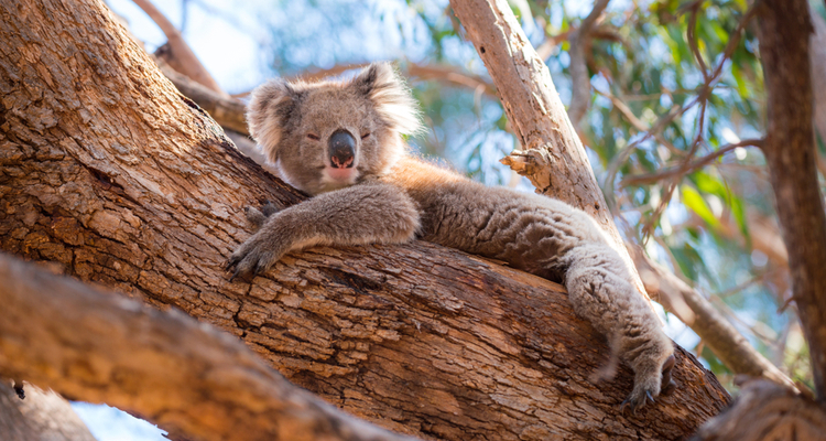 Drones zoeken en redden wilde dieren op Kangaroo Island