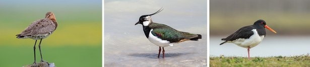 grutto-kievit-scholekster-vogels-weidevogels