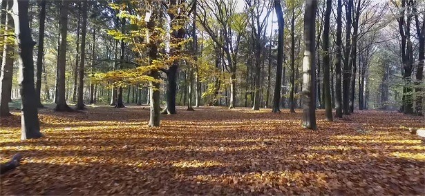 jake-shark-drone-vlucht-herfst-mensingebos-dji-phantom-3-advance-1080p-2015